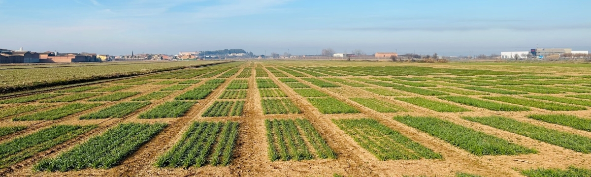 Agronomía y Mejora del Rendimiento y Calidad de Cultivos Extensivos